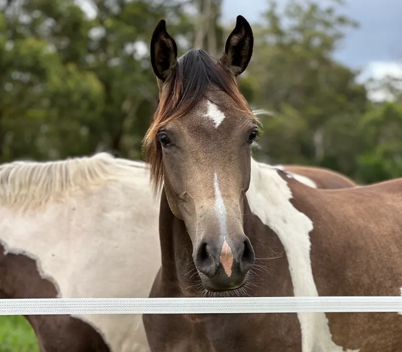 Young Horses